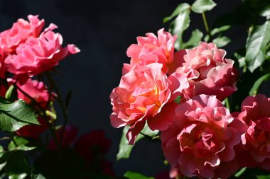 Bahçedeki güzel güller 