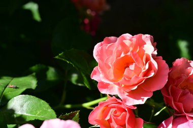 Bahçedeki güzel güller 