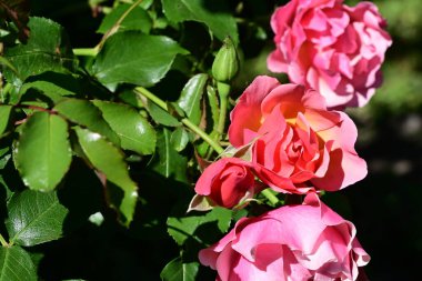 Bahçedeki güzel güller 