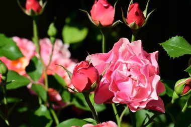 Bahçedeki güzel güller 