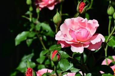 Bahçedeki güzel güller 