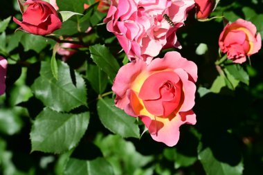 Bahçedeki güzel güller 