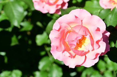 Bahçedeki güzel güller 