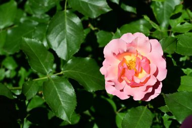 Bahçedeki güzel güller 