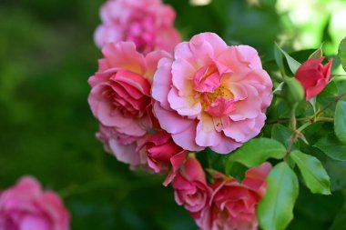 Bahçedeki güzel güller 