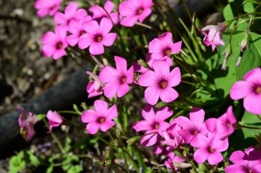 Bahçedeki güzel pembe çiçekler