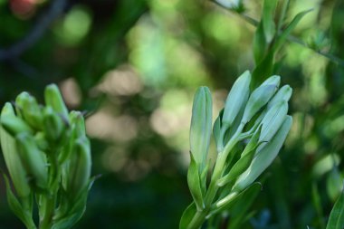Yaprak arkaplan dokusu, bitki örtüsü