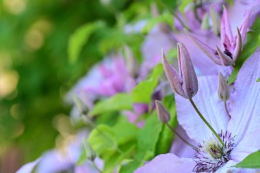 Bahçedeki güzel pembe çiçekler