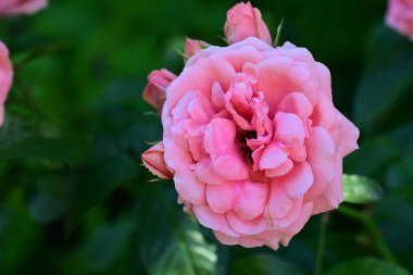 Bahçede açan güzel pembe gül çiçeklerinin yakın görüntüsü.                      