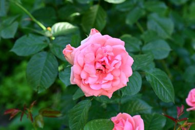 Bahçede açan pembe güzel güllerin yakın plan görüntüsü. 