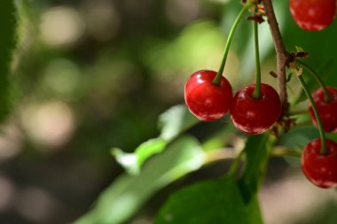 Bir ağacın dalında kırmızı meyveler, yakın -
