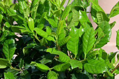 Yaprak arkaplan dokusu, bitki örtüsü