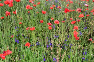 Tarlada haşhaş çiçekleri 