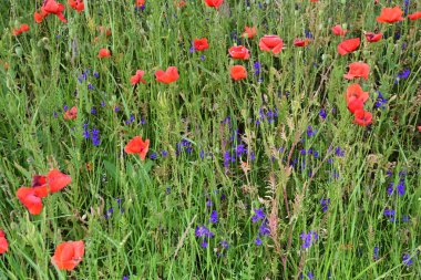Tarlada haşhaş çiçekleri 