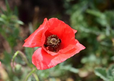 Bahçede güzel kırmızı gelincik 