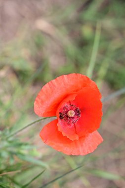 Bahçede güzel kırmızı gelincik 