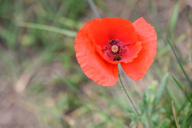 Bahçede güzel kırmızı gelincik 