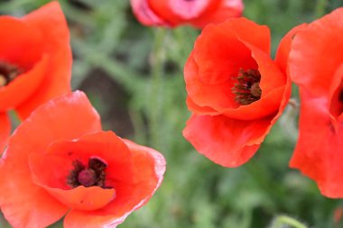 Bahçede güzel kırmızı gelincik 