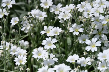 beyaz ve beyaz küçük beyaz çiçekler - baharda çiçekler