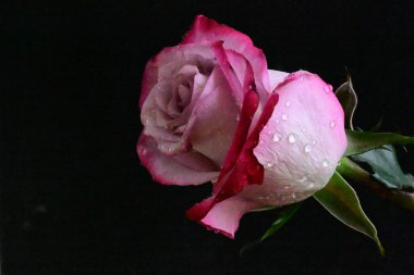 Siyah arkaplanda pembe gülü kapat