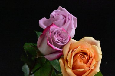 Siyah arka planda güzel renkli güller