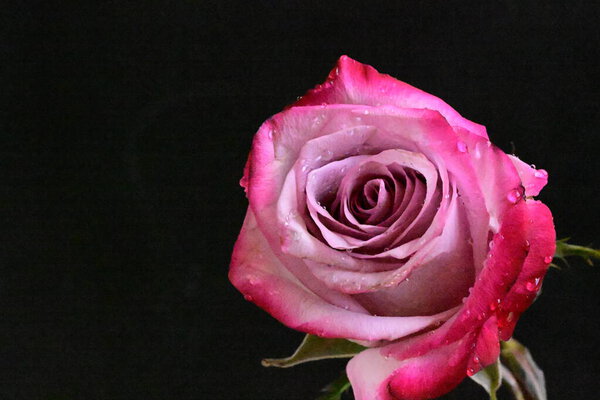 Close up pink rose on black background