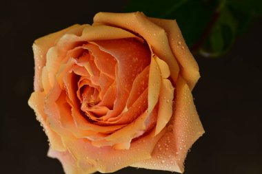 Bulanık arkaplanda güzel gülü kapat 