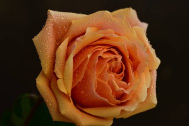 Bulanık arkaplanda güzel gülü kapat 