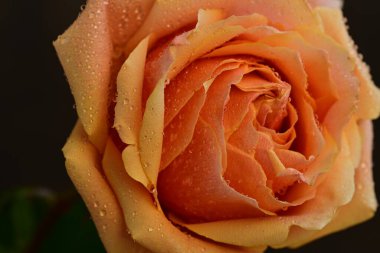 Bulanık arkaplanda güzel gülü kapat 