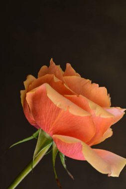 Bulanık arkaplanda güzel gülü kapat 