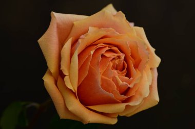 Bulanık arkaplanda güzel gülü kapat 