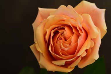 Bulanık arkaplanda güzel gülü kapat 