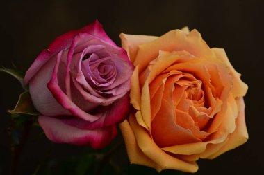 Siyah arka planda güzel renkli güller