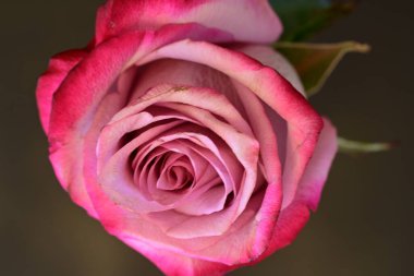 Bulanık arkaplanda güzel gülü kapat 