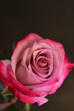 Bulanık arkaplanda güzel gülü kapat 