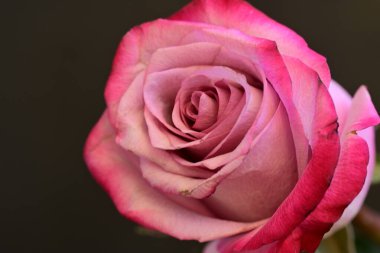 Bulanık arkaplanda güzel gülü kapat 