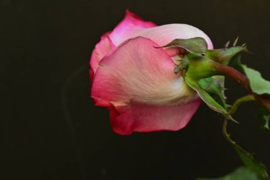 Bulanık arkaplanda güzel gülü kapat 