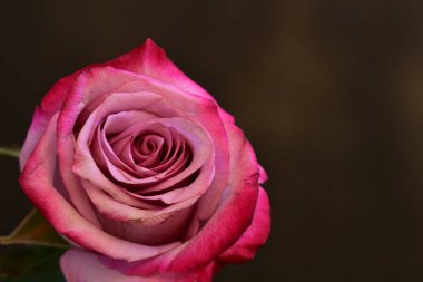 Bulanık arkaplanda güzel gülü kapat 