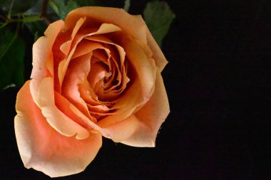 Bulanık arkaplanda güzel gülü kapat 