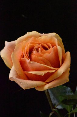 Bulanık arkaplanda güzel gülü kapat 