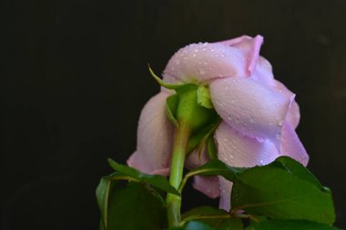 Siyah arkaplanda su damlaları olan güzel bir gül