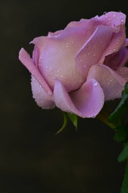 Siyah arkaplanda su damlaları olan güzel bir gül