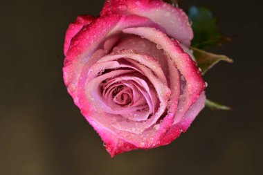 Siyah arkaplanda su damlaları olan güzel bir gül