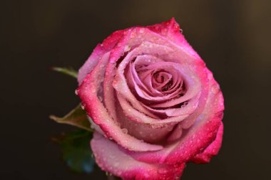 Siyah arkaplanda su damlaları olan güzel bir gül