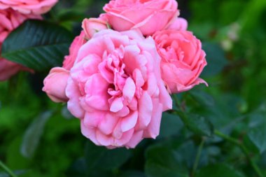 Bahçedeki güzel pembe güller 