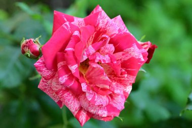 Bahçedeki güzel pembe güller 