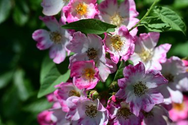 Parkta pembe güller