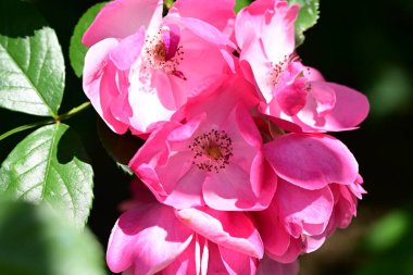 Parkta pembe güller