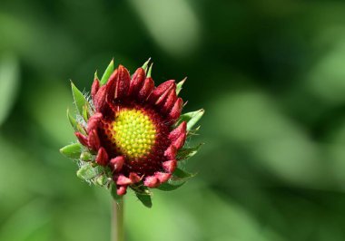 Hint battaniyesi çiçeği yakın.