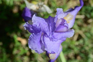 Bahçedeki güzel iris çiçeklerine yakın çekim